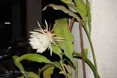 Epiphyllum macropterum
